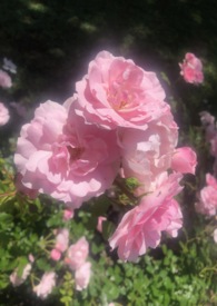 我想我爱的就是你